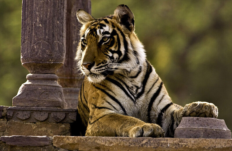 India - Le tigri del Taj